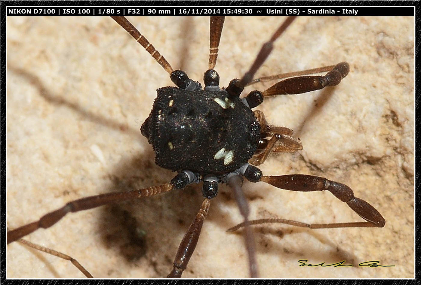 Histricostoma argenteolunulatum (Canestrini, 1875)